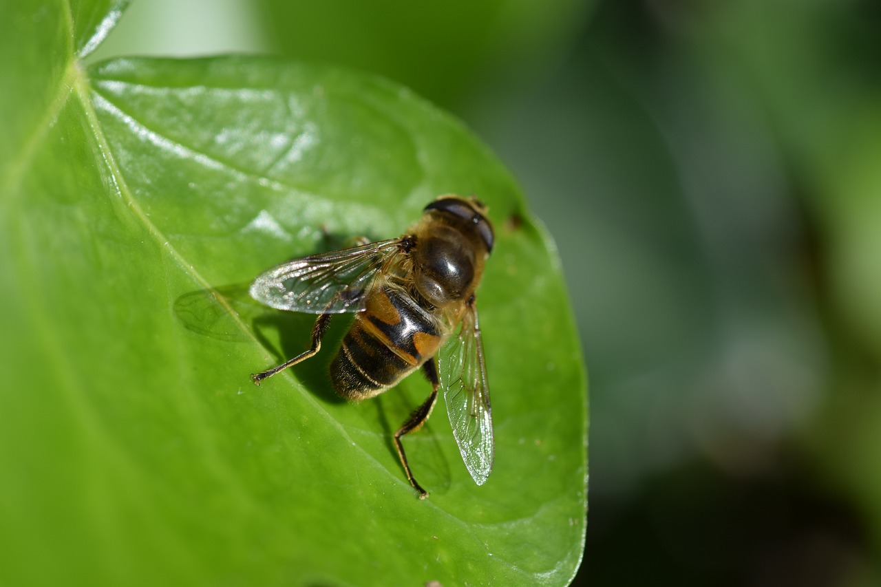 The Relationship Between Biodiversity and Human Health